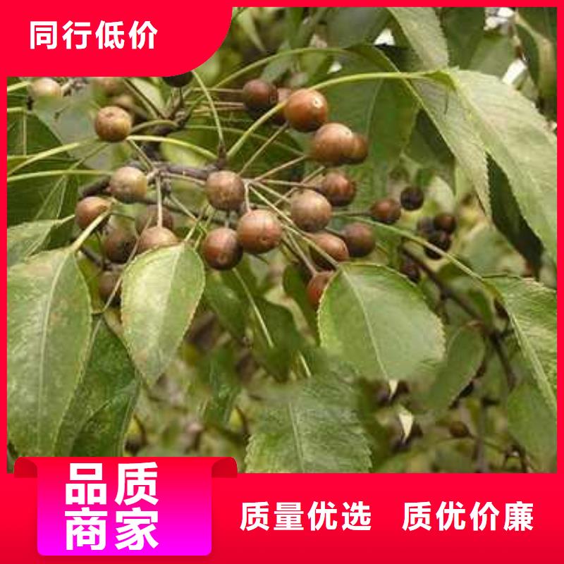 杜梨-奥红一号梨苗品牌企业