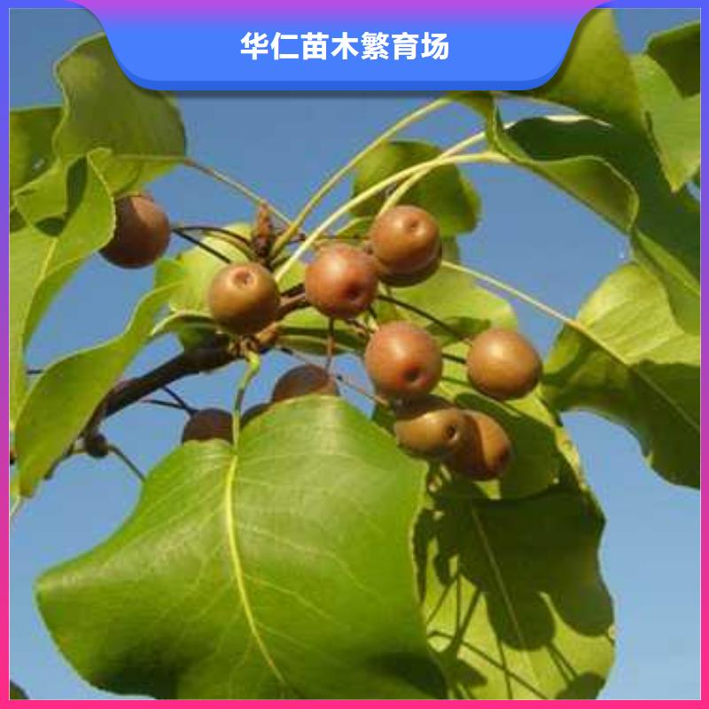 杜梨【瑞蟠101桃树苗】源头厂家量大价优