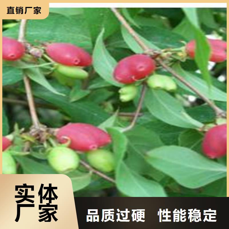 杈杷果苹果苗一站式采购商家
