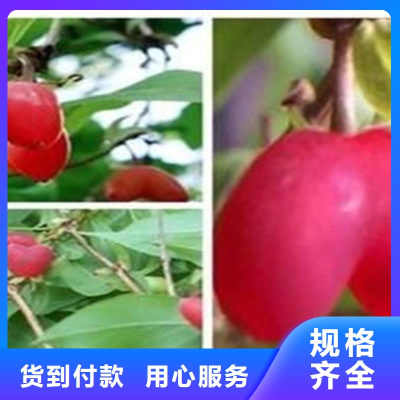 【杈杷果】,桃树苗拒绝伪劣产品