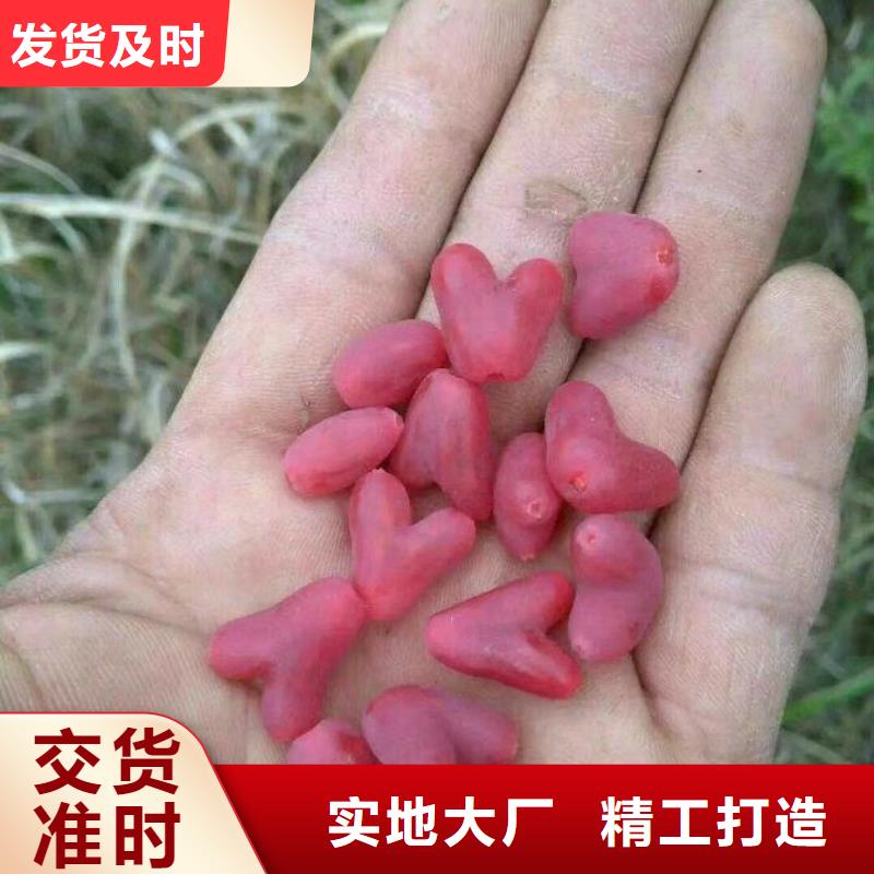 多年行业积累【杈杷果】,北美冬青专注生产制造多年