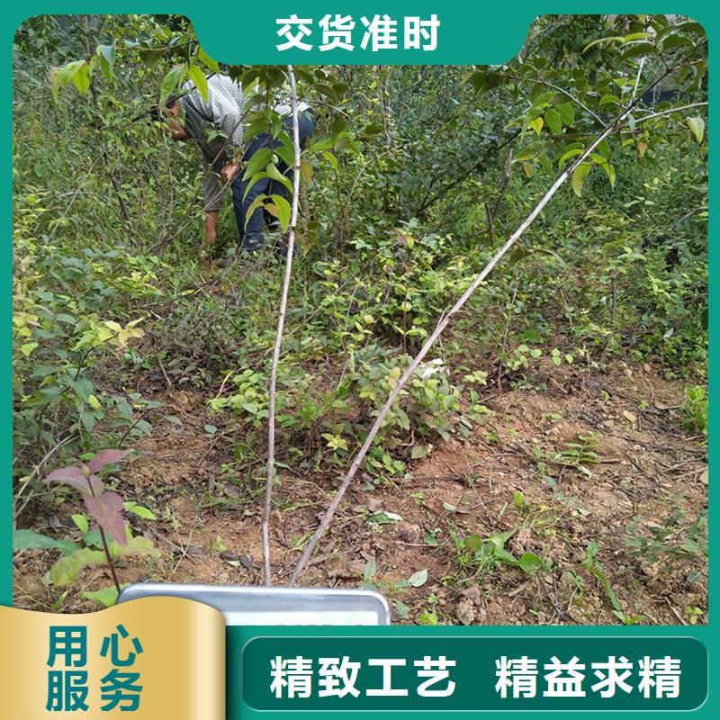 杈杷果樱桃苗订制批发