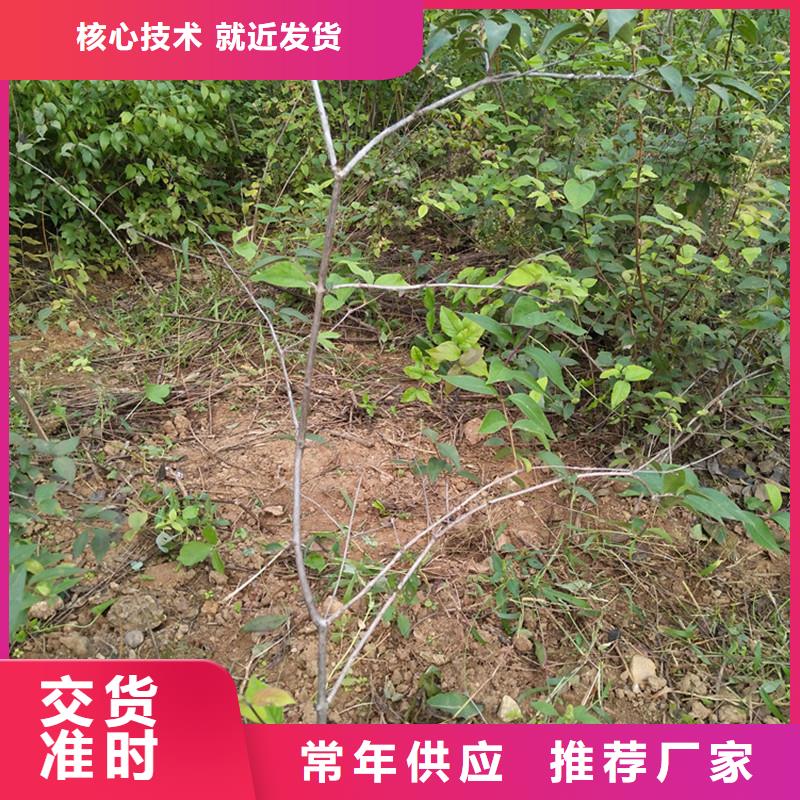 杈杷果苹果苗实体诚信厂家