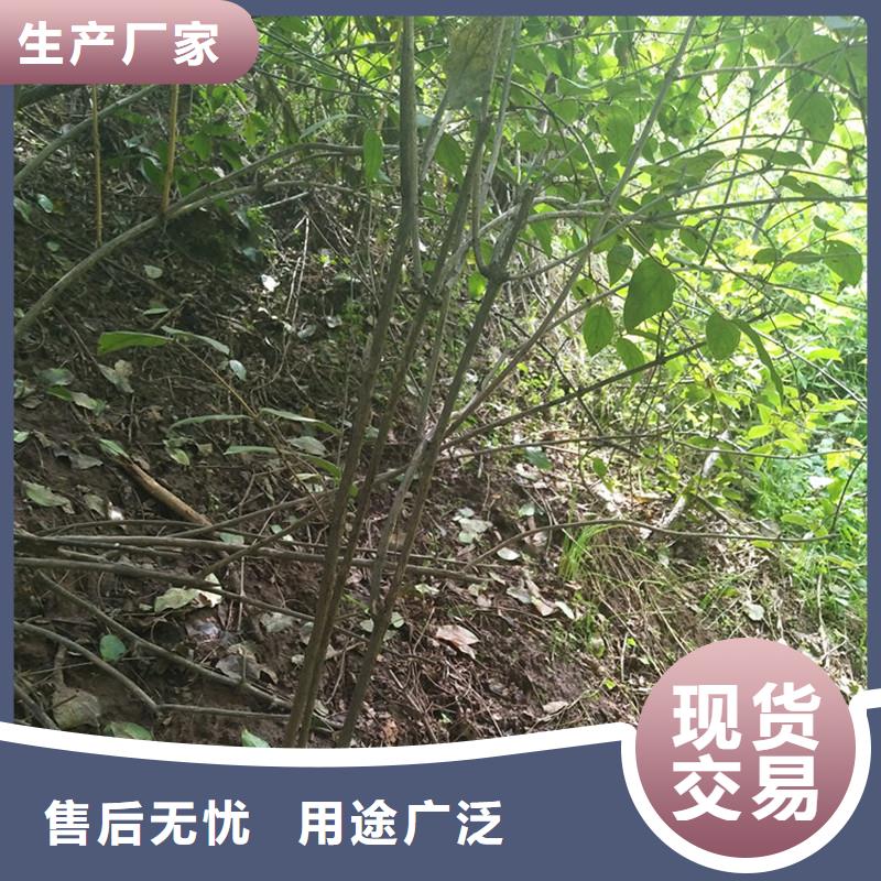 杈杷果,【桃树苗】大量现货供应本地生产厂家