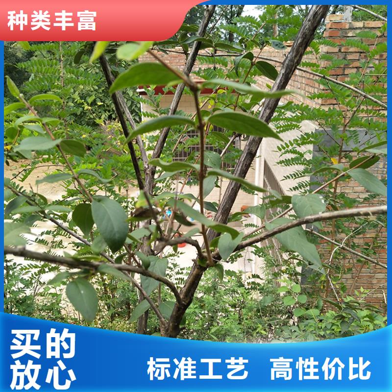 杈杷果_樱桃苗好品质用的放心