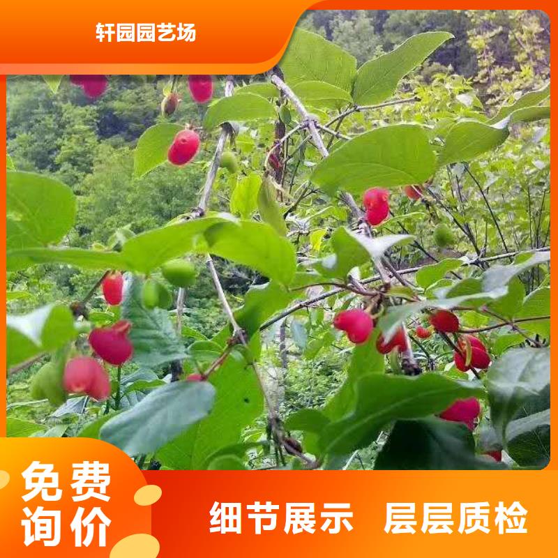 【杈杷果】,樱桃苗质保一年