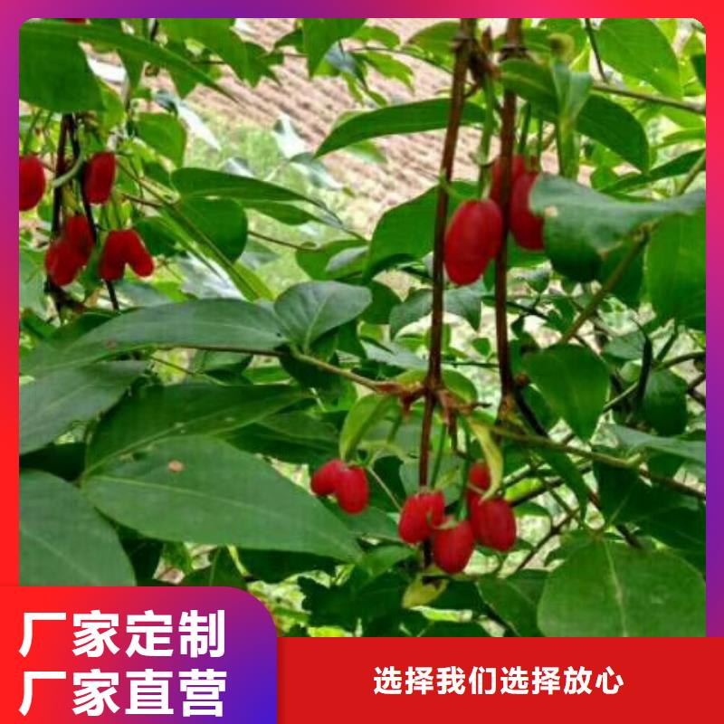 杈杷果石榴树厂家采购