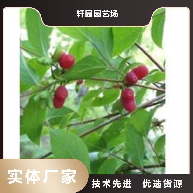 杈杷果樱桃苗订制批发