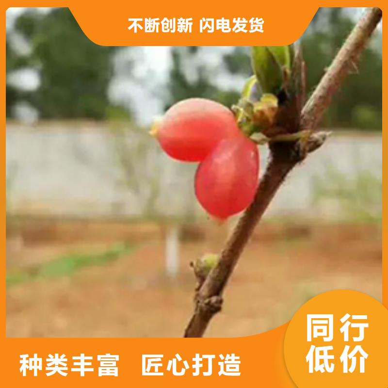 杈杷果蓝莓苗自主研发