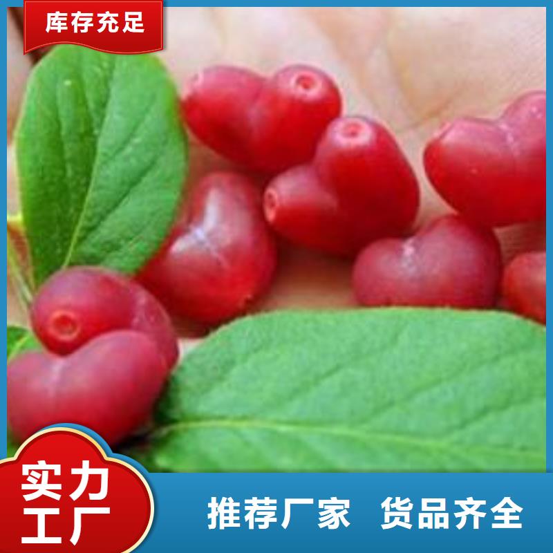 杈杷果蓝莓苗自主研发