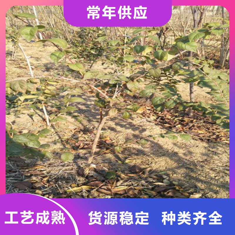 杈杷-【北美冬青】厂家品控严格-服务范围包括黎川|东乡|赣州|萍乡|景德镇|吉安|宜春|上饶等