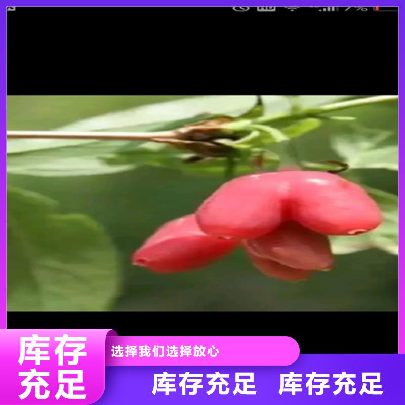 杈杷-【北美冬青】厂家品控严格-服务范围包括黎川|东乡|赣州|萍乡|景德镇|吉安|宜春|上饶等