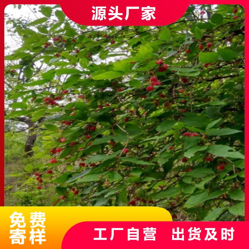杈杷-【北美冬青】厂家品控严格-服务范围包括黎川|东乡|赣州|萍乡|景德镇|吉安|宜春|上饶等