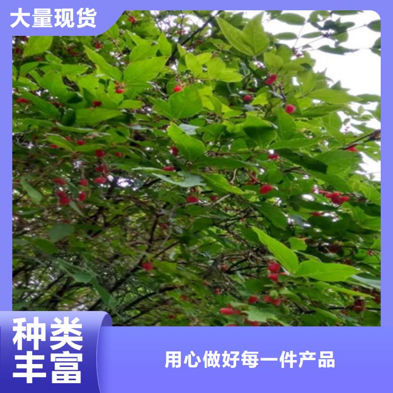 杈杷-【北美冬青】厂家品控严格-服务范围包括黎川|东乡|赣州|萍乡|景德镇|吉安|宜春|上饶等
