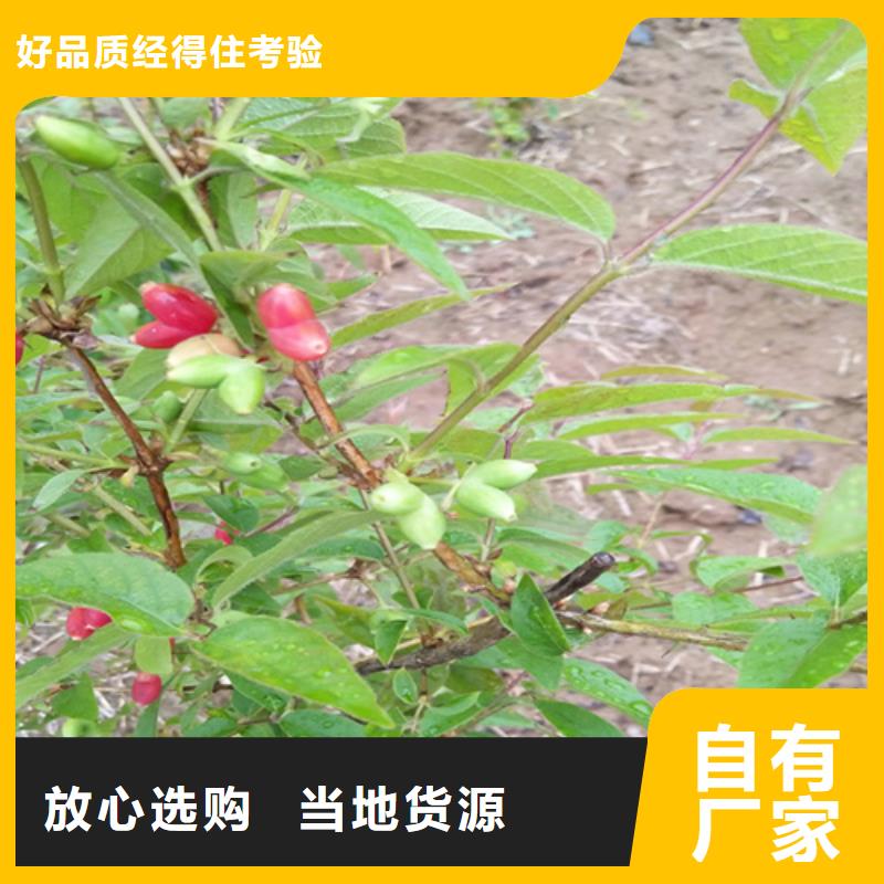 杈杷-【北美冬青】厂家品控严格-服务范围包括黎川|东乡|赣州|萍乡|景德镇|吉安|宜春|上饶等