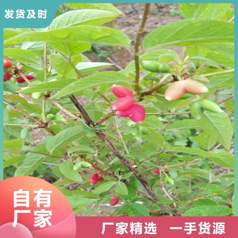 杈杷-【北美冬青】厂家品控严格-服务范围包括黎川|东乡|赣州|萍乡|景德镇|吉安|宜春|上饶等