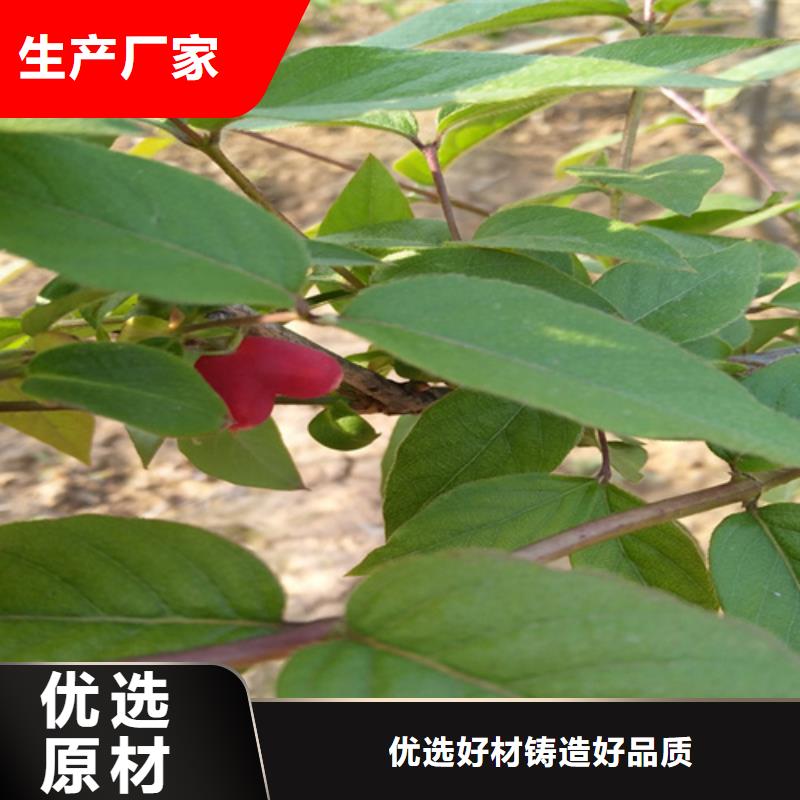 杈杷-【北美冬青】厂家品控严格-服务范围包括黎川|东乡|赣州|萍乡|景德镇|吉安|宜春|上饶等