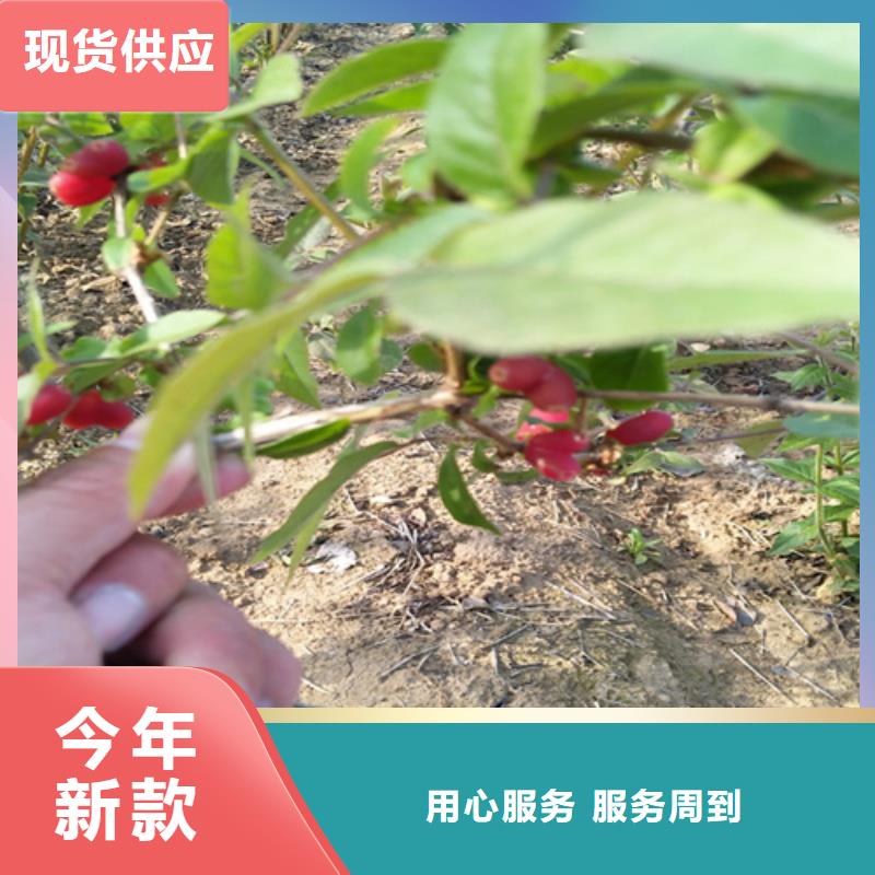 杈杷-【北美冬青】厂家品控严格-服务范围包括黎川|东乡|赣州|萍乡|景德镇|吉安|宜春|上饶等