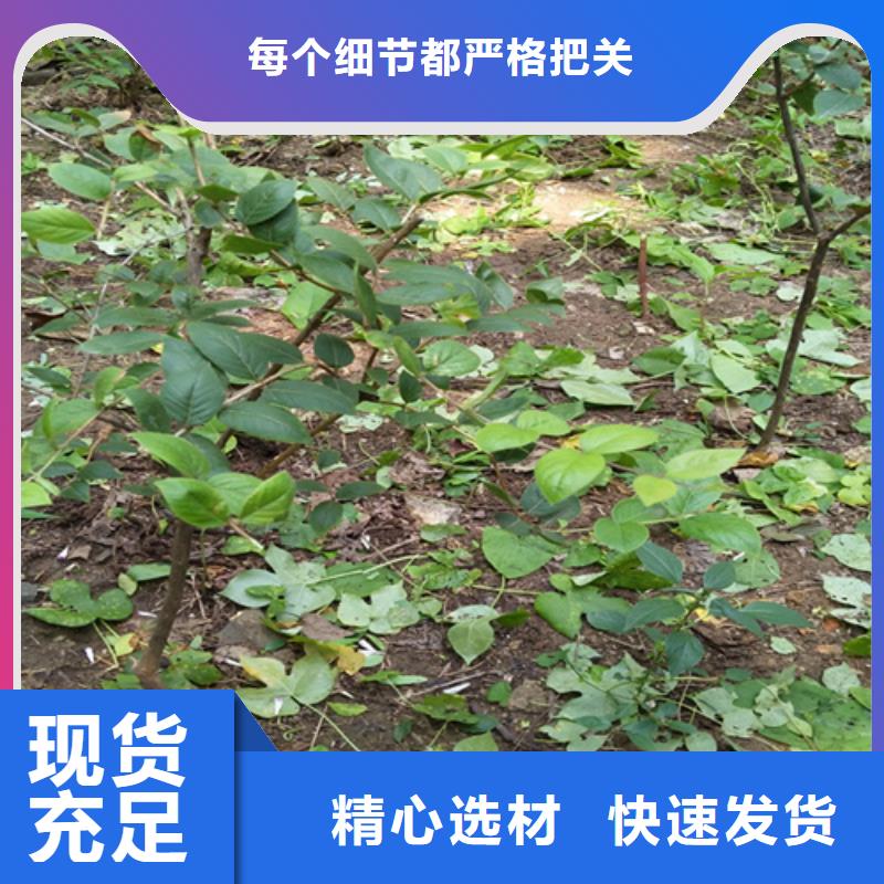 杈杷-【北美冬青】厂家品控严格-服务范围包括黎川|东乡|赣州|萍乡|景德镇|吉安|宜春|上饶等