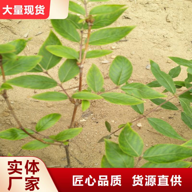 杈杷-【北美冬青】厂家品控严格-服务范围包括黎川|东乡|赣州|萍乡|景德镇|吉安|宜春|上饶等