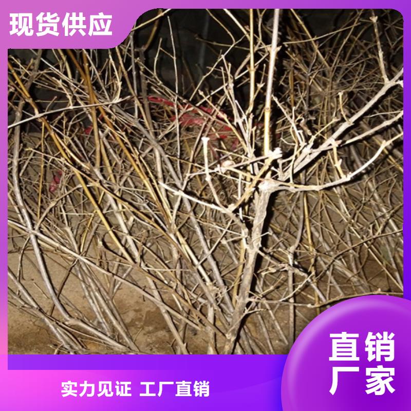 杈杷-【北美冬青】厂家品控严格-服务范围包括黎川|东乡|赣州|萍乡|景德镇|吉安|宜春|上饶等