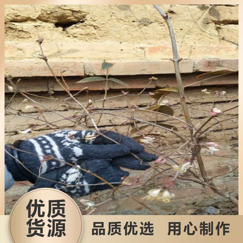 杈杷-【北美冬青】厂家品控严格-服务范围包括黎川|东乡|赣州|萍乡|景德镇|吉安|宜春|上饶等