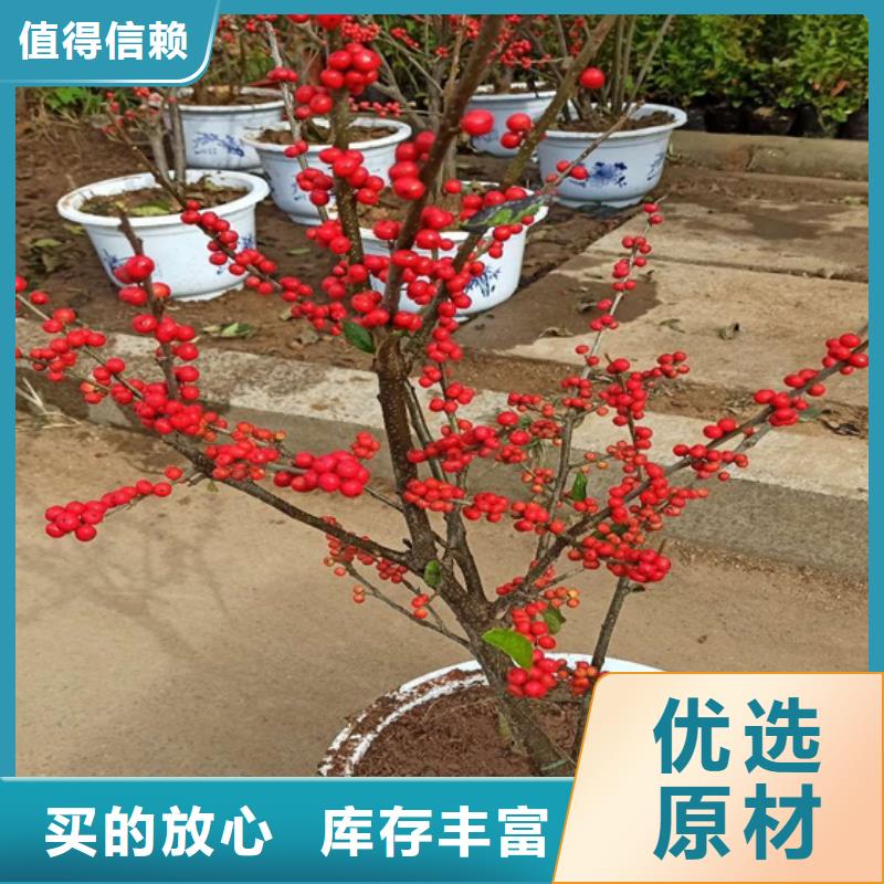 北美冬青3公分软籽石榴苗N年生产经验