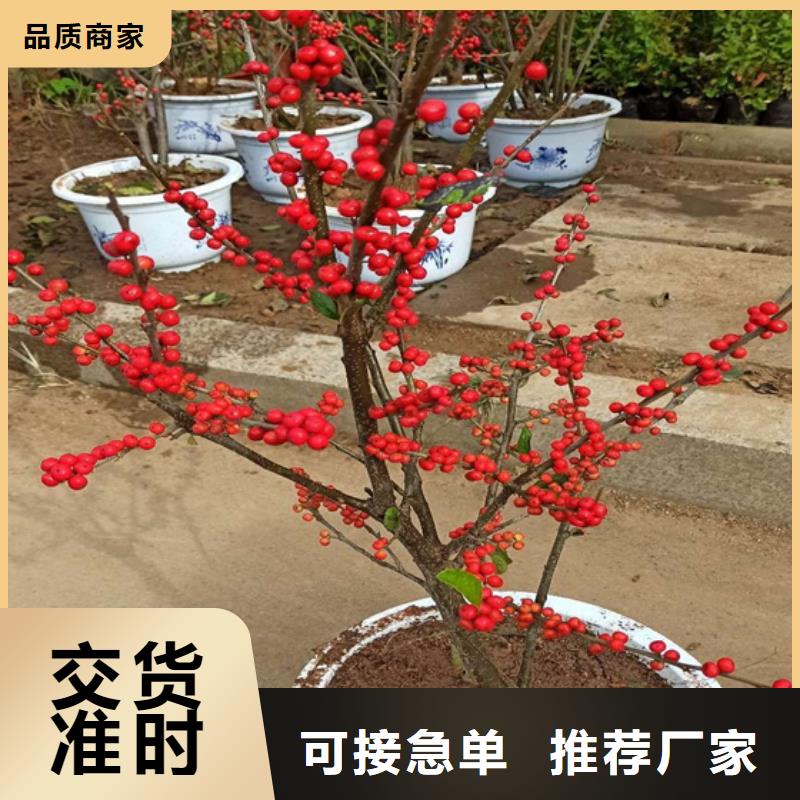 北美冬青,无花果苗质量优选
