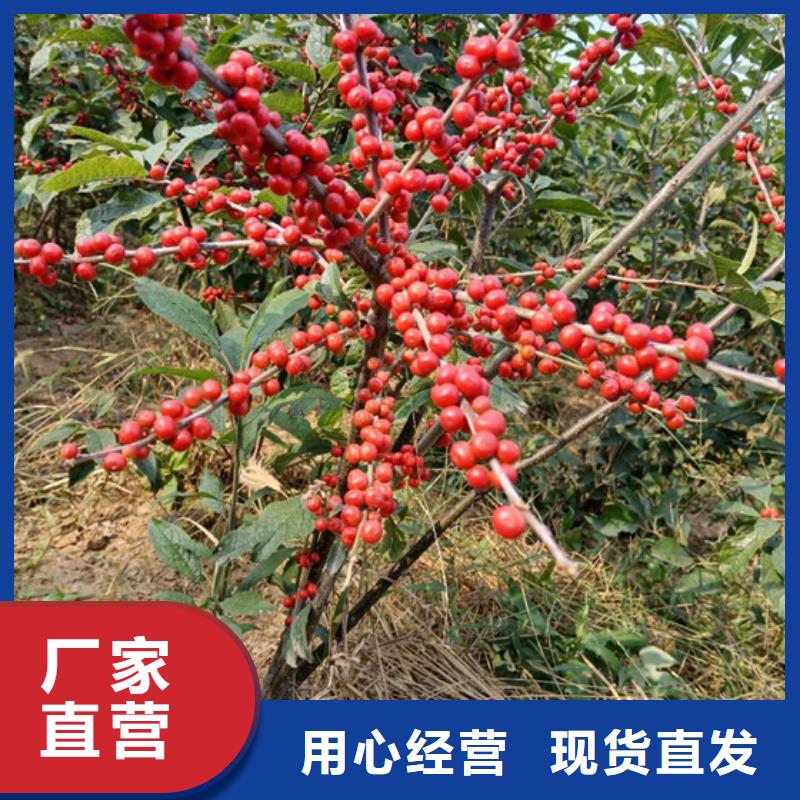 北美冬青石榴苗精选优质材料