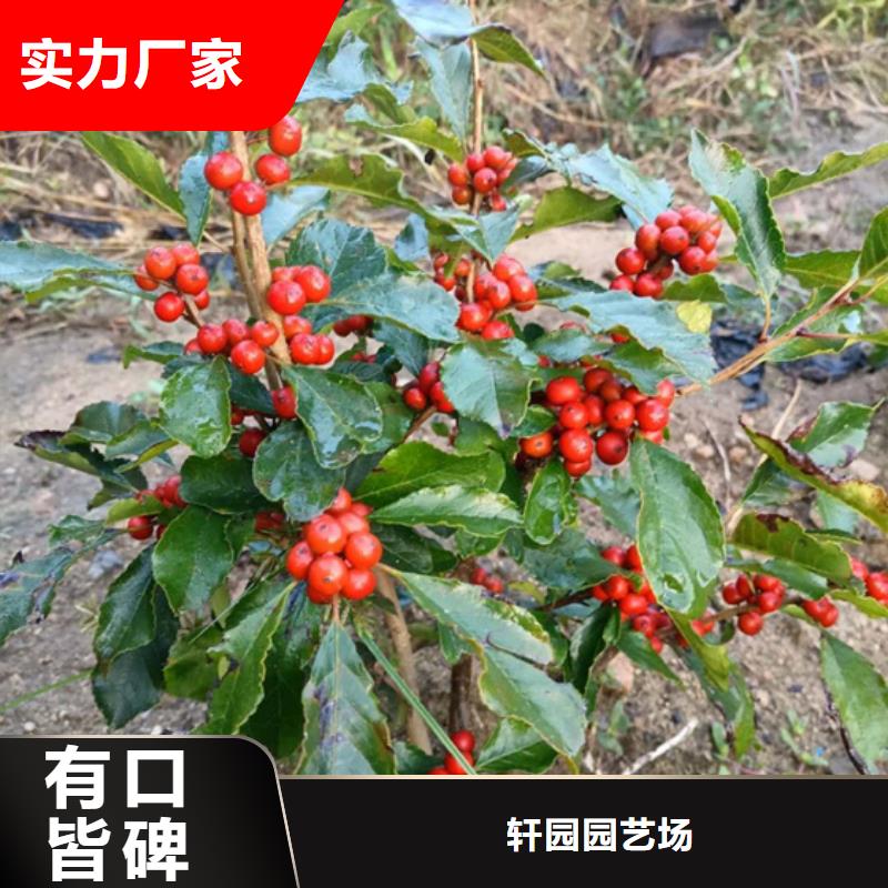 北美冬青李树苗今日价格