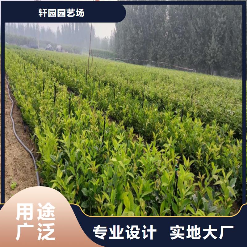 北美冬青-苹果苗质优价廉