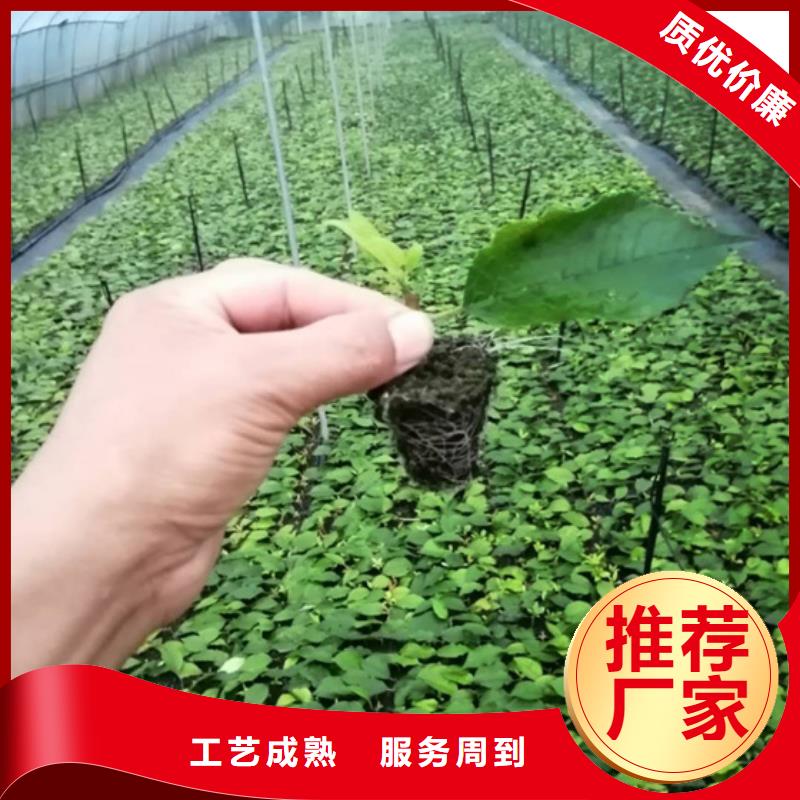 北美冬青桃树苗生产安装