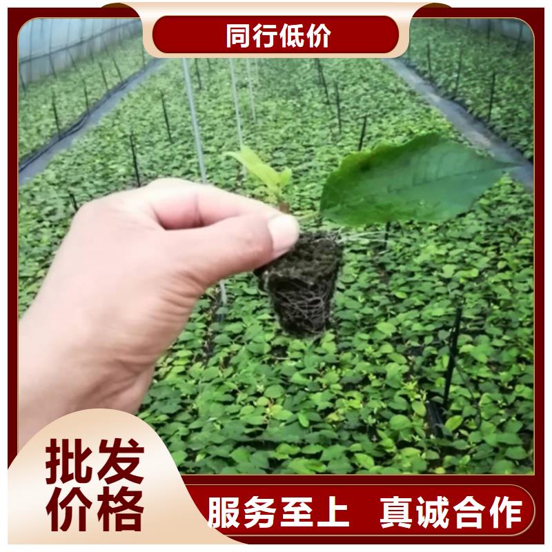 北美冬青石榴苗精选优质材料
