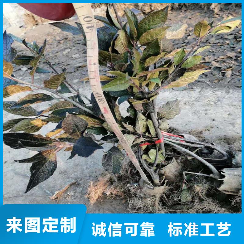 北美冬青石榴苗精选优质材料