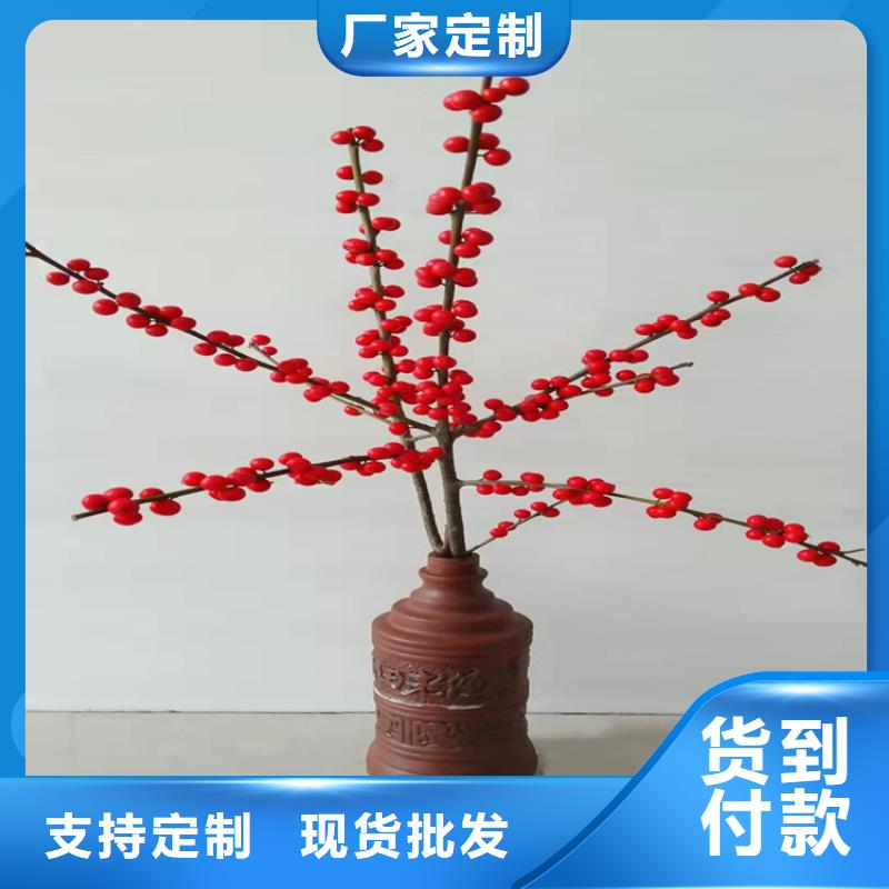 北美冬青_西瓜苗无中间商厂家直销