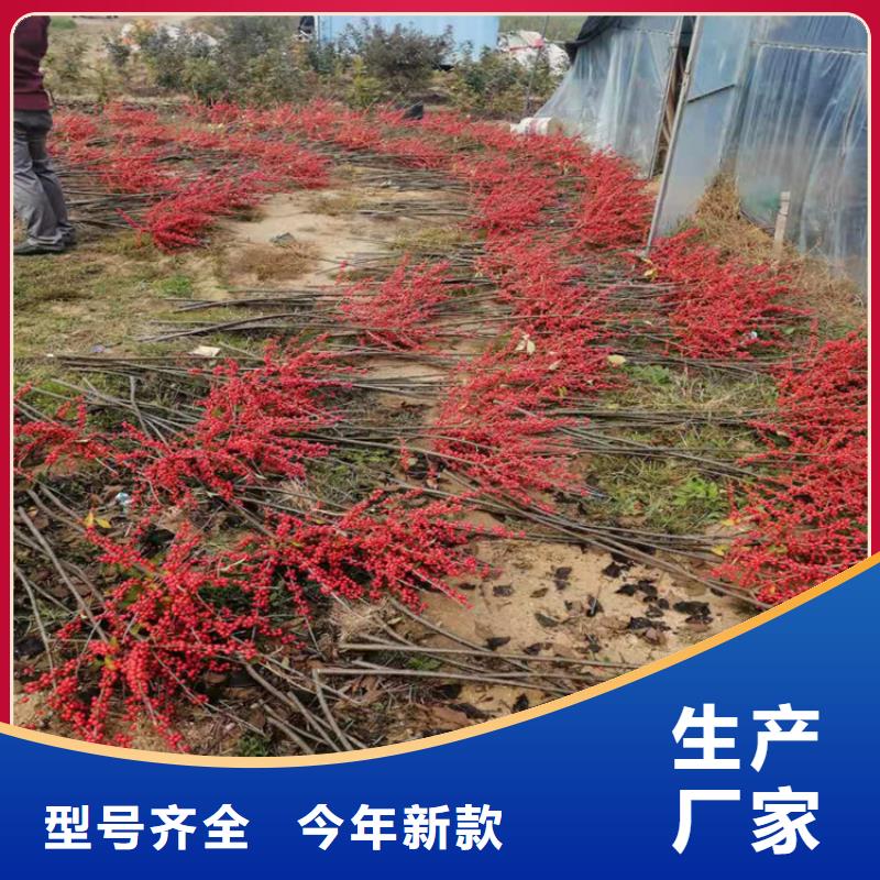 北美冬青,苹果苗自主研发
