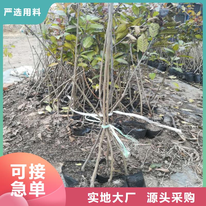 北美冬青【蓝莓苗】真材实料加工定制-轩园园艺场(阳泉市分公司)