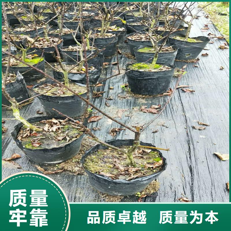 轩园梨树苗【 北美冬青_桃树苗一周内发货】39065.com