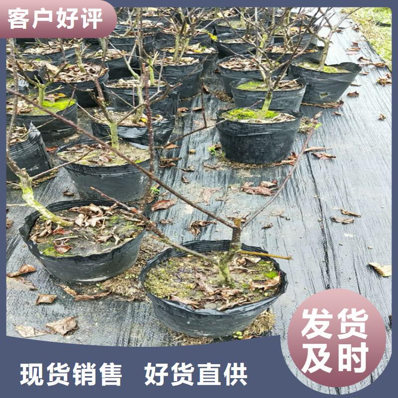 北美冬青_杏树苗行业优选