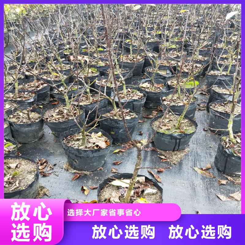北美冬青,苹果苗自主研发