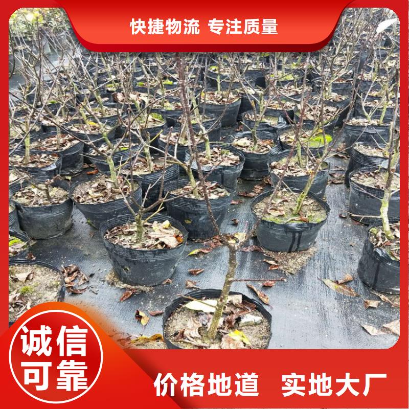 北美冬青桃树苗生产安装