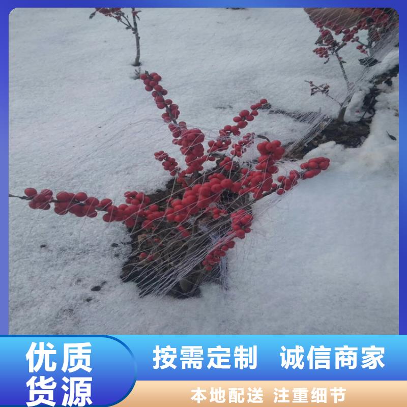 【北美冬青】樱桃苗用品质赢得客户信赖