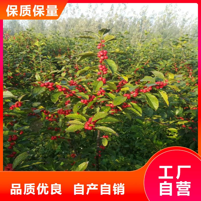 北美冬青_西瓜苗无中间商厂家直销