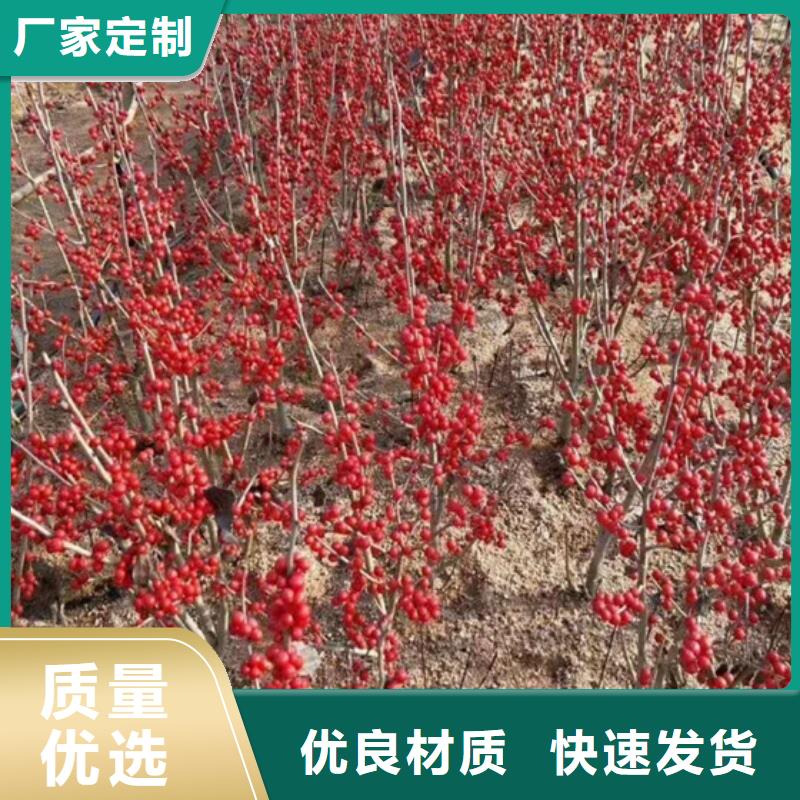 北美冬青石榴苗精选优质材料