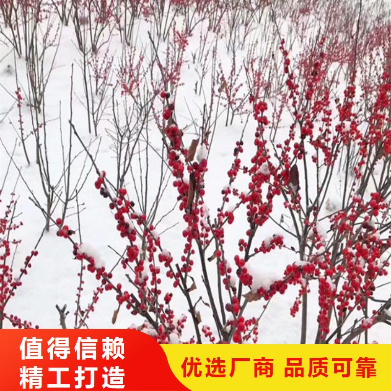 轩园梨树苗【 北美冬青_桃树苗一周内发货】39065.com