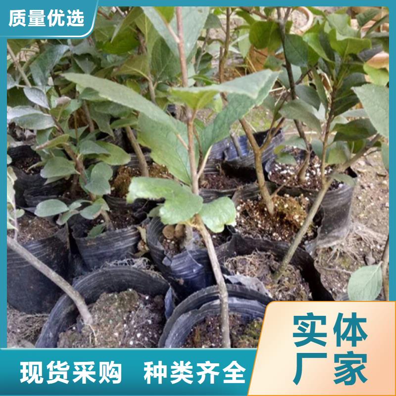 北美冬青【蓝莓苗】真材实料加工定制-轩园园艺场(阳泉市分公司)