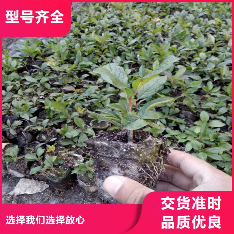 北美冬青【蓝莓苗】真材实料加工定制-轩园园艺场(阳泉市分公司)