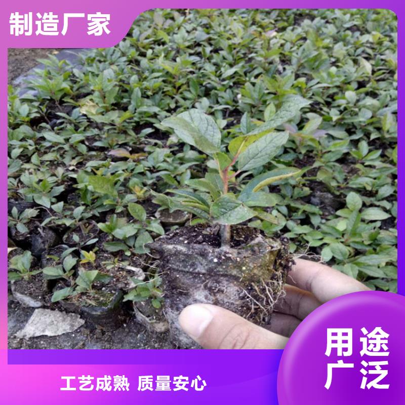 北美冬青桃树苗生产安装