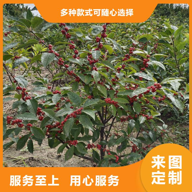 北美冬青3公分软籽石榴苗N年生产经验