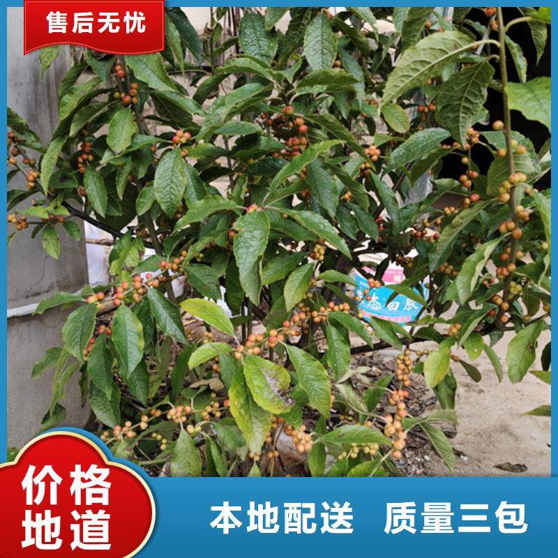 北美冬青桃树苗您身边的厂家